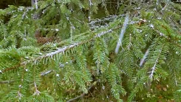 Shower of hail — Stock Video