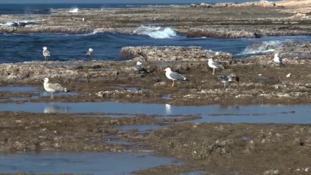 Gaviota — Vídeos de Stock