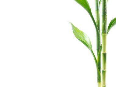 Beyaz arka plan üzerinde bitki