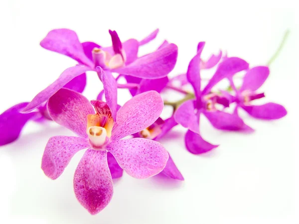 Rhynchovanda modré osvětlení orchidej — Stock fotografie