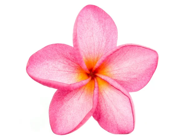 Rosa Frangipani Plumeria flor aislada sobre fondo blanco — Foto de Stock