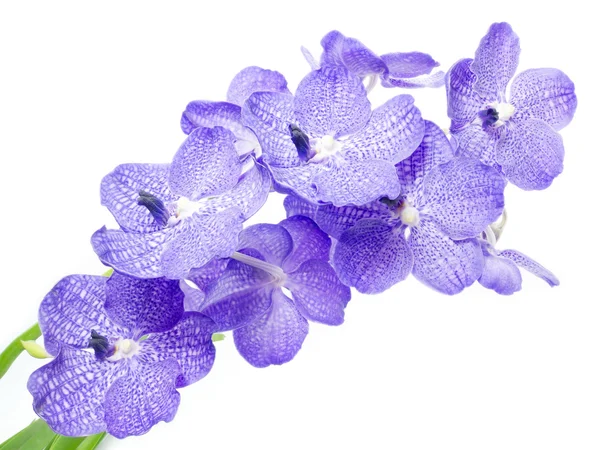 Modrá orchidej nad bílým pozadím — Stock fotografie