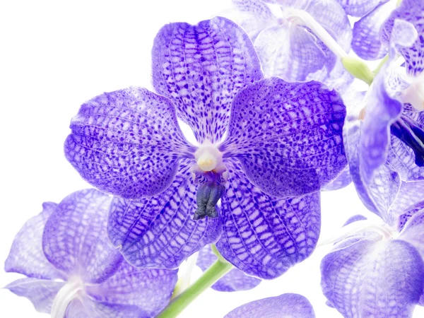 Modrá orchidej na bílém pozadí — Stock fotografie