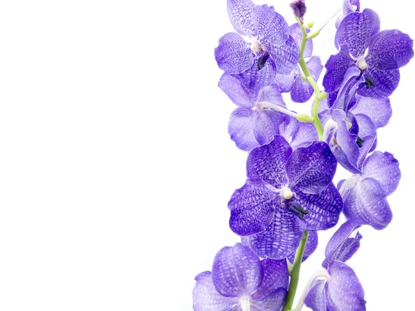 Blaue Orchidee auf weißem Hintergrund — Stockfoto