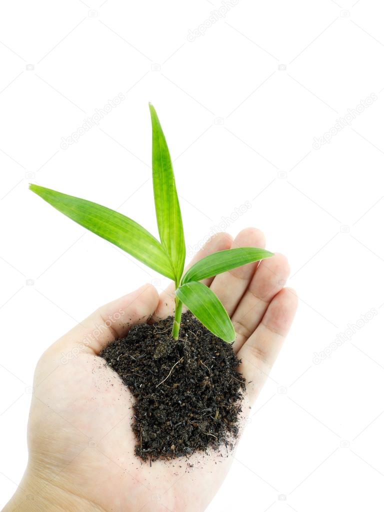 Human hand holding a small plant with soil