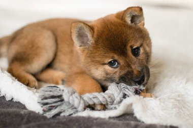 Shiba inu evcil hayvan portresi yetiştiriyor. Yavru köpek yatakta yatıyor. Şirin bir köpek yavrusu bir oyuncağa bakar ve çiğner. Japon Shiba Inu köpeği. Parlak Shiba Inu köpeği.
