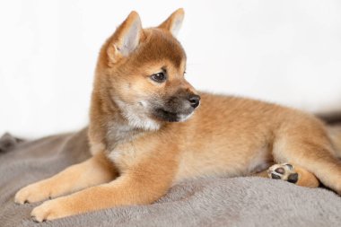 Evcil hayvanlar Shiba Inu cinsinden. Şirin bir köpek yavrusu uzaktan bakar. Japon Shiba Inu köpeği. Bright Shiba Inu köpeği. Yavru köpek yatakta yatıyor.