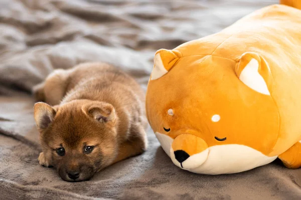 Şirin bir shiba inu köpek yavrusu yatakta yatıyor. Bir köpek yavrusu ve oyuncak bir shiba inu. Köpek yavrusu üzgün. Küçük samuray. Hayvan portresi.