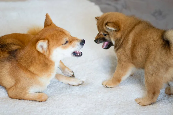 Evcil hayvanlar Shiba Inu cinsinden. Anne köpeği ve şirin oğlu oynuyorlar ve kızıyorlar. Japon sobaa shiba inu. Bright Shiba Inu köpeği. Köpek yavrusu annemle oynuyor. Shiba inu köpeği kızgın.