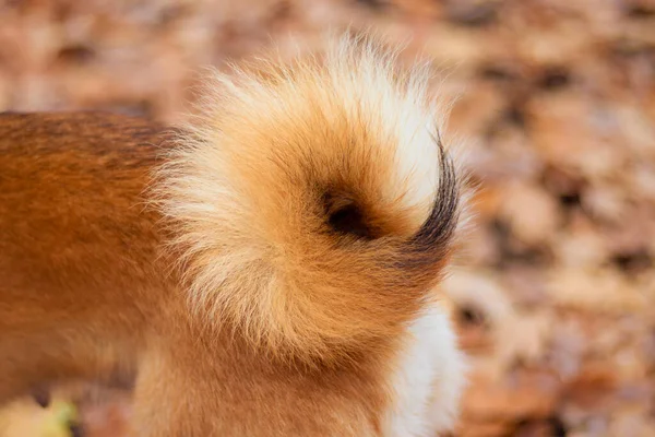 Japon Shiba Inu köpeğinin tüylü kuyruğu. Köpek kuyruğu çöreği. Köpek kürkü dokusu. Sonbahar yapraklı köpek. Shiba inu hayvanları. Köpeğin kıçı, şirin sarılı kuyruk..