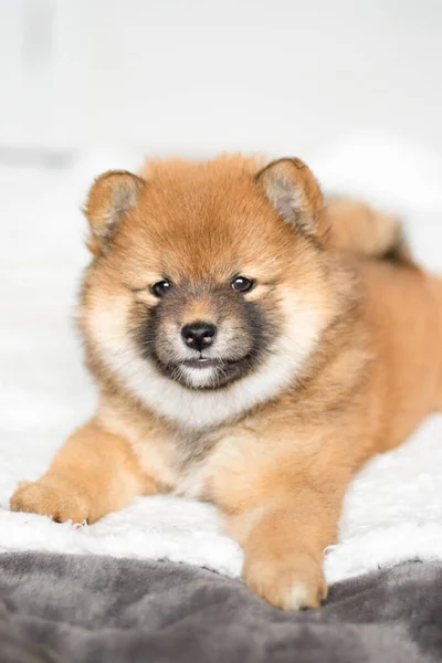 Shiba inu köpek yavrusu. Parlak bir Japon köpek yavrusunun portresi. Yavru köpek yatakta yatıyor. Şirin shiba inu ayısı. Fluffy shiba inu puppy