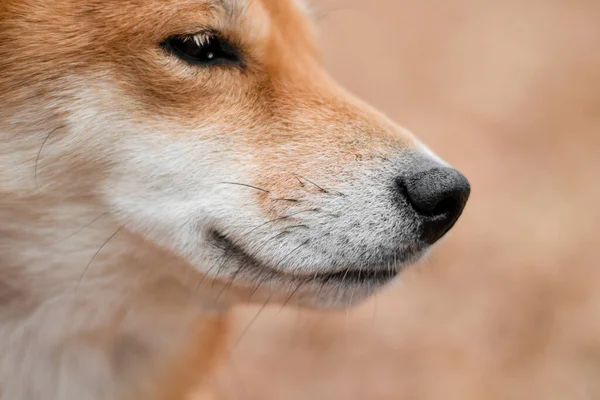 Shiba Inu cinsinin hayvan portresi. Köpek burnu. Japon köpeği. Bir köpeğin sonbahar fotoğrafı. Parlak köpek fotoğrafı. Shiba Inu uzaklara bakar ve gülümser..