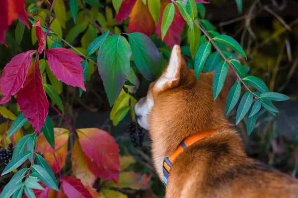 Japon Shiba Inu köpeği. Sonbahar yapraklı köpek. Shiba Inu yaprakları kokluyor. Sonbahar fotoğrafçılığı. Sonbahar havası