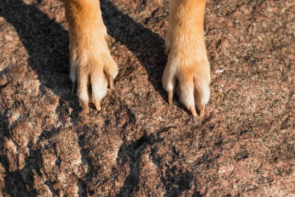 Dog paws. Shiba inu dog paws. Shiba Inu stands on a stone. Photo of dog paws on a stone. Japanese shiba inu dog