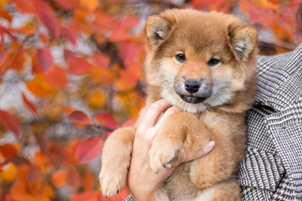Shiba Inu cinsinin hayvan portresi. Shiba inu samuray yavrusu. Tatlı kırmızı köpek yavrusu. Sonbahar arkaplanındaki parlak köpek yavrusu. Fluffy shiba inu puppy. Parlak köpek fotoğrafçılığı