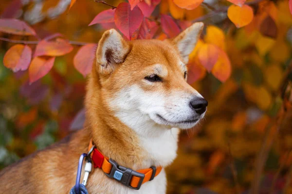 Japon Shiba Inu köpeği. Sonbahar yapraklı köpek. Shiba inu hayvanları. Sonbahar fotoğrafçılığı. Sonbahar havası. Altın sonbahar. Yaprakların içinde şirin bir köpek..