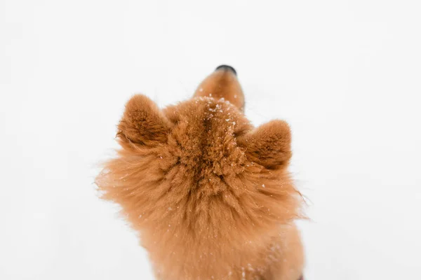 The head of a Shiba Inu puppy in the snow. Winter walk. Cute shiba inu puppy. Japanese Shiba Inu dog. fluffy puppy.