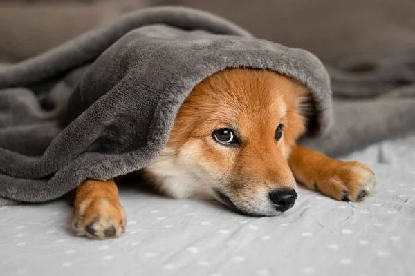 Portrait of a shiba inu puppy. Japanese shiba inu dog. The dog lies on the couch in a cute and cozy home. The puppy is covered with a blanket and tries to sleep. Beautiful and cute puppy.