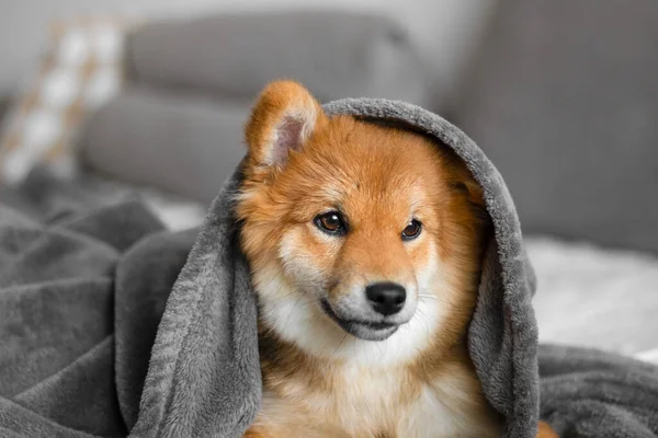 Portrait of a shiba inu puppy. Japanese shiba inu dog. The dog lies on the couch in a cute and cozy home. The puppy is covered with a blanket and tries to sleep. Beautiful and cute puppy. Puppy ear