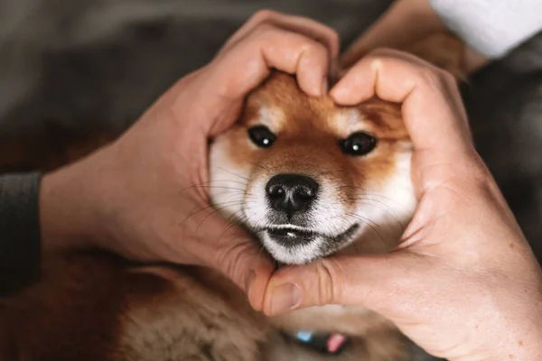 Puppy shiba inu in the heart from the hands. Cute japanese shiba inu puppy. 