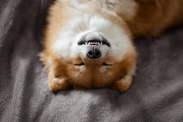 Japanese shiba inu dog lies on the bed and sleeps funny. 