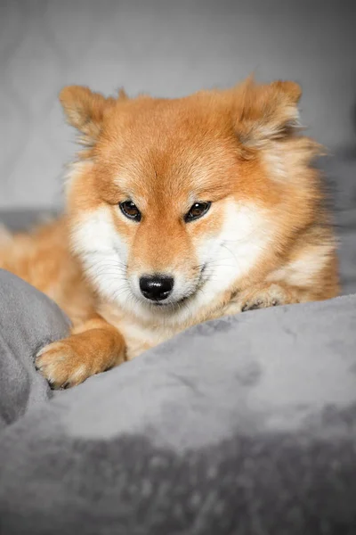 Anjing Shiba Inu Jepang Berbaring Tempat Tidur Dan Terlihat Anjing — Stok Foto