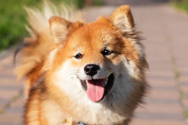 Retrato Perro Raza Shiba Inu Japonés Perro Rojo Con Hermosos —  Fotos de Stock