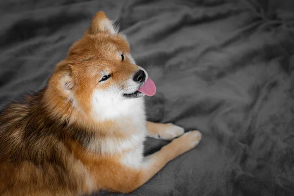 Japanese dog shiba inu lies on the bed and shows the tongue. Cute fluffy shiba inu dog.