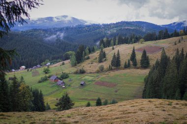 Ukrayna Karpat Dağları 'nın güzel manzarası. Dağlar Karpatlar. Yeşil Noel ağaçları. Ukrayna
