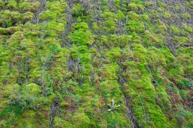 Ormandaki bir evin çatısında yeşil yosun var. Orman bitkileri