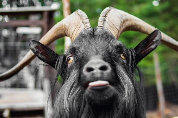 Artiodactyl animal goat. Funny black goat with horns