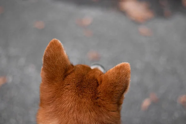 Shiba Inu cinsinin Japon köpeği uzaklara bakar ve sadece kırmızı kulakları görülebilir..