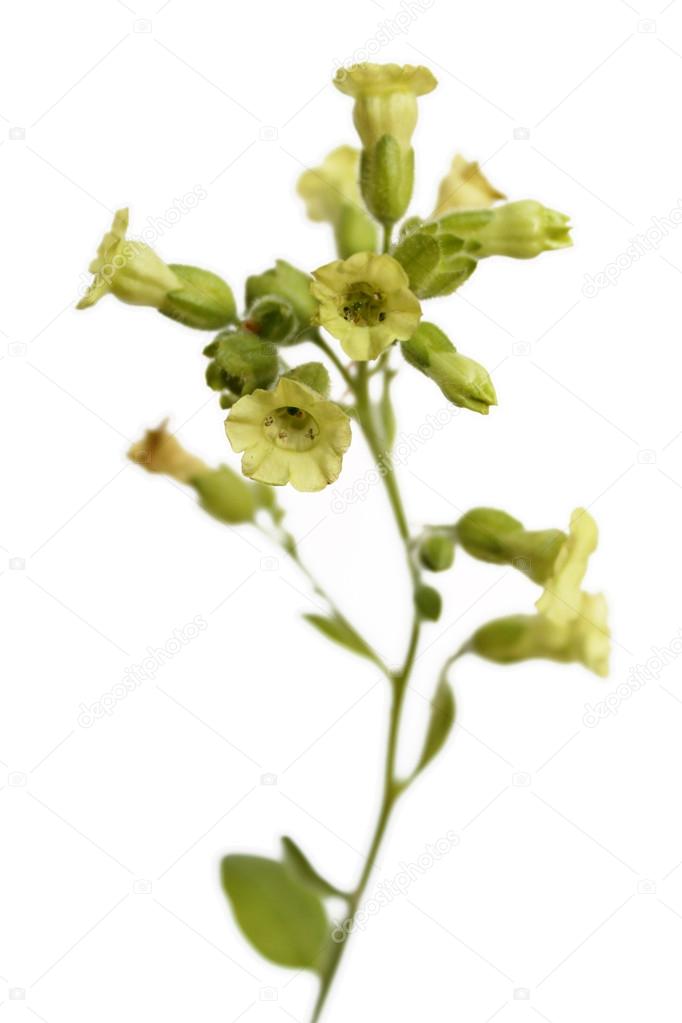 Flowers of tobacco isolated on white