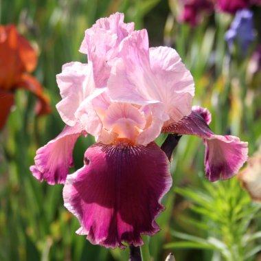 pembe Bahçe iris