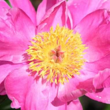 pembe Bahçe Şakayık