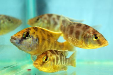 Nimbochromis venustus (Venustus Hap)