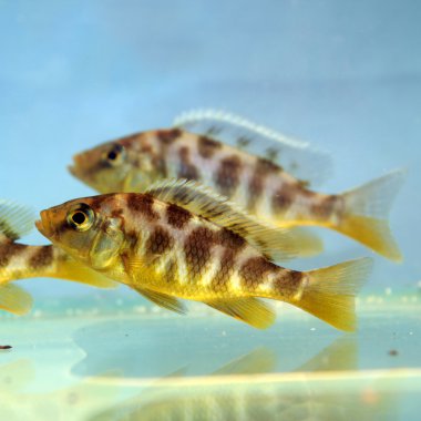 Nimbochromis venustus (Venustus Hap)