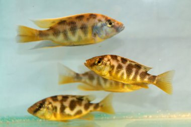 Nimbochromis venustus (Venustus Hap)