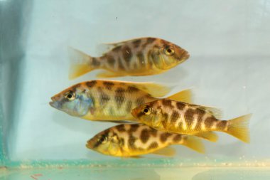 Nimbochromis venustus (Venustus Hap)