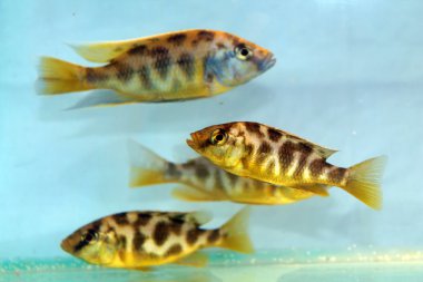 Nimbochromis venustus (Venustus Hap)