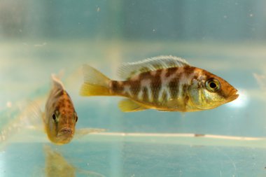 Nimbochromis venustus (Venustus Hap)