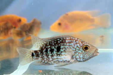 Herichthys carpintis (yeşil Texas Çiklit)