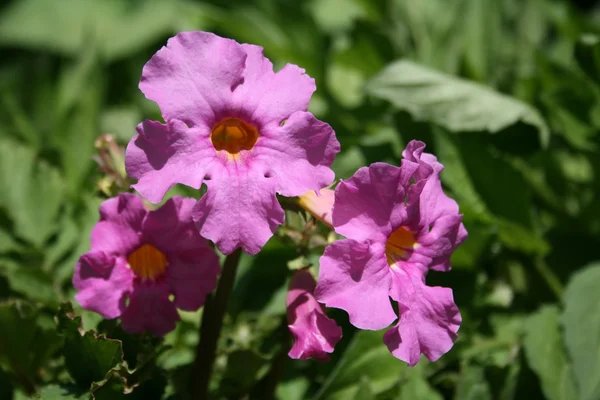 Incarvillea delavayi (hardy gloxinia) — Stock Fotó