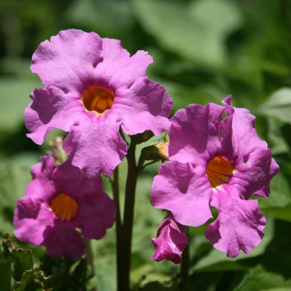 Incarvillea delavayi (otužilá gloxinia) — Stock fotografie