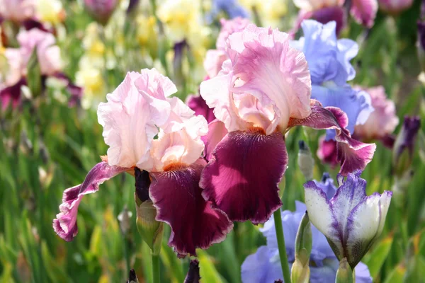 Różowy irys ogród — Zdjęcie stockowe