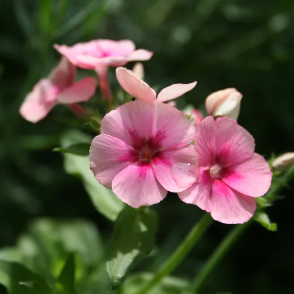 Růžový phlox — Stock fotografie