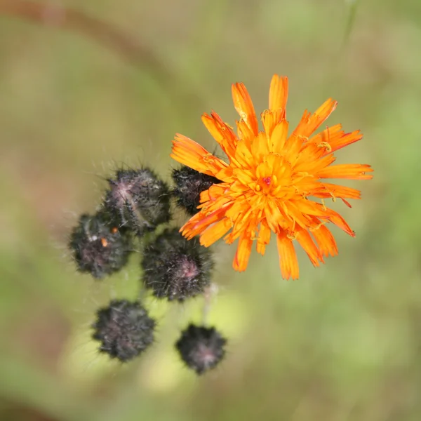 Orangefarbene Habichtskraut-Blüten — Stockfoto