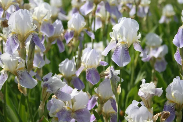 Witte tuin iris — Stockfoto