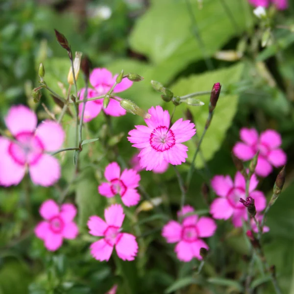 Vergine Fiori rosa (Dianthus deltoides ) — Foto Stock