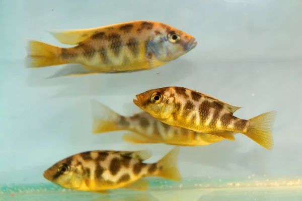 Nimbochromis venustus (Venustus Hap) — Stock fotografie